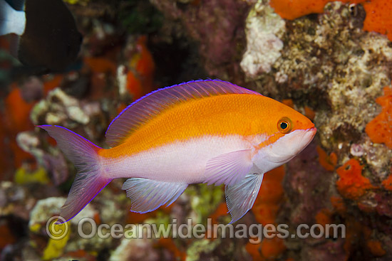 Yellow-backed Basslet (Pseudanthias bicolor). Found throughout the Indo-Pacific. Photo taken off Hawaii, Pacific Ocean. Photo - David Fleetham Yellow-backed Basslet (Pseudanthias bicolor). Found throughout the Indo-Pacific. Photo taken off Hawaii, Pacific Ocean. Photo - David Fleetham