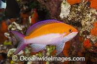 Yellow-backed Basslet Pseudanthias bicolor Photo - David Fleetham