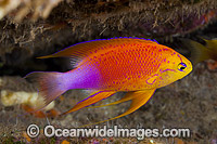 Hawaiian Longfin Basslet Pseudanthias hawaiiensis Photo - David Fleetham