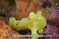 Giant Frogfish juvenile Photo - David Fleetham