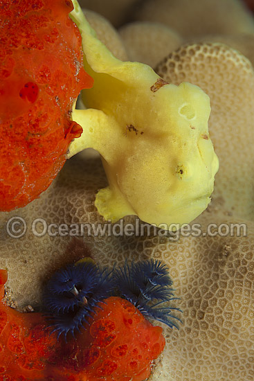 Giant Frogfish (Antennarius commersoni), juvenile. Also known as Giant Anglerfish. Found throughout the Indo-West Pacific. Photo taken off Hawaii, Pacific Ocean. Photo - David Fleetham Giant Frogfish (Antennarius commersoni), juvenile. Also known as Giant Anglerfish. Found throughout the Indo-West Pacific. Photo taken off Hawaii, Pacific Ocean. Photo - David Fleetham