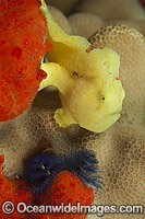 Giant Frogfish juvenile Photo - David Fleetham