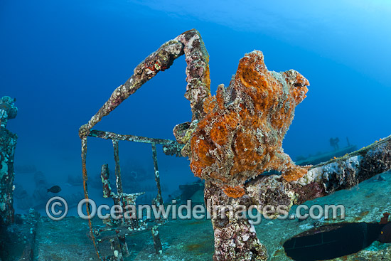 Frogfish on Shipwreck photo