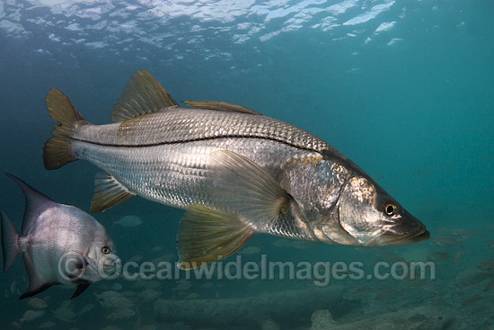 Common Snook Centropomus undecimalis photo