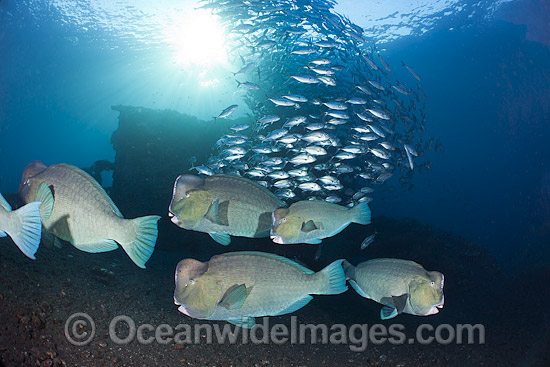 Bumphead Parrotfish and Trevally photo