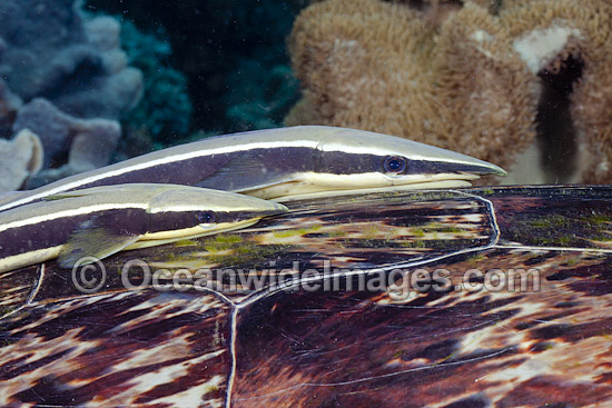 Remora attached to Turtle photo Remora attached to Turtle photo
