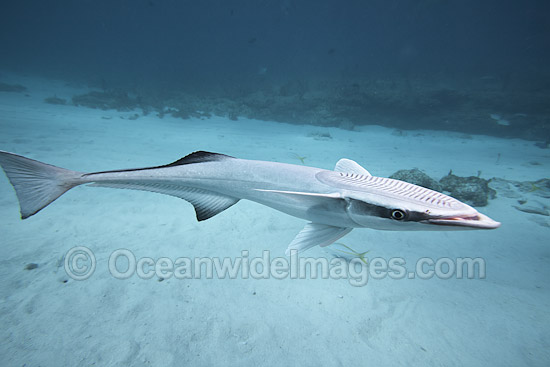 Remora swimming photo Remora swimming photo