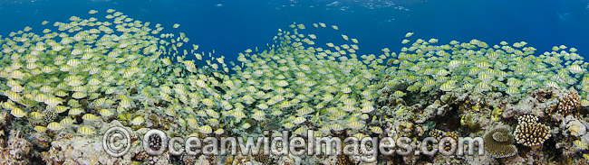 Schooling Surgeonfish and reef photo