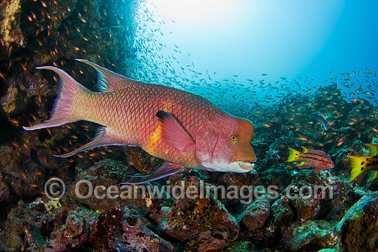 Mexican Hogfish male photo