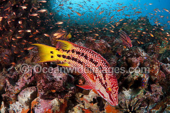 Mexican Hogfish (Bodianus diplotaenia), adult female, and schooling Cardinalfish (Apogon pacifici). Photo taken at Gordon Rocks, Galapagos Archipelago, Ecuador. Photo - David Fleetham Mexican Hogfish (Bodianus diplotaenia), adult female, and schooling Cardinalfish (Apogon pacifici). Photo taken at Gordon Rocks, Galapagos Archipelago, Ecuador. Photo - David Fleetham