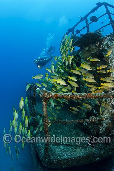 Shipwreck Hawaii photo