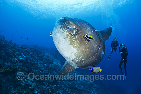 Divers observing an Ocean Sunfish (Mola mola), being cleaned by an Angelfish and Longfin Bannerfish. Found in tropical and temperate waters worldwide. Photo taken at Crystal Bay, Nusa Penida, Bali, Indonesia. Within the Coral Triangle. Photo - David Fleetham