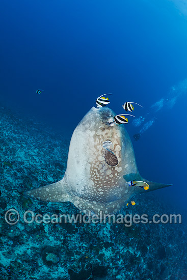 Divers observing an Ocean Sunfish (Mola mola), being cleaned by an Angelfish and Longfin Bannerfish. Found in tropical and temperate waters worldwide. Photo taken at Crystal Bay, Nusa Penida, Bali, Indonesia. Within the Coral Triangle. Divers observing an Ocean Sunfish (Mola mola), being cleaned by an Angelfish and Longfin Bannerfish. Found in tropical and temperate waters worldwide. Photo taken at Crystal Bay, Nusa Penida, Bali, Indonesia. Within the Coral Triangle.