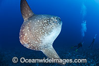 Ocean Sunfish and Divers Photo - David Fleetham