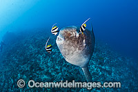 Ocean Sunfish being cleaned Photo - David Fleetham