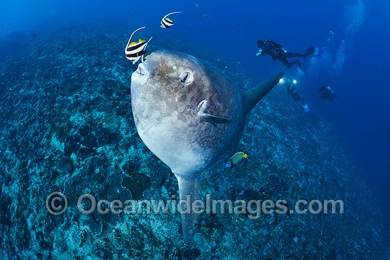 Ocean Sunfish and Divers photo