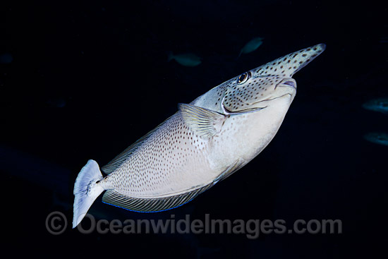 Paletail Unicornfish Naso brevirostris photo