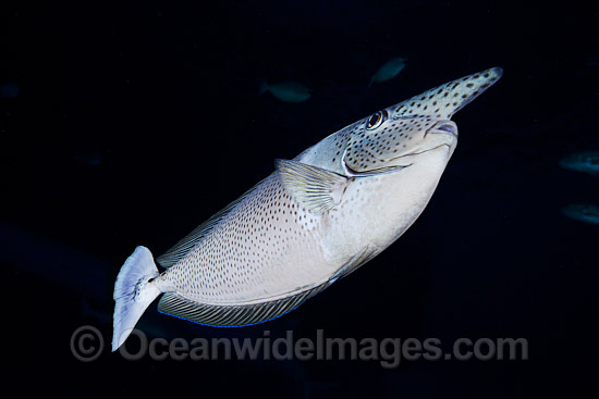 Paletail Unicornfish (Naso brevirostris). Also known as Kala Lolo. Photo taken off Hawaii, Pacific Ocean. Photo - David Fleetham Paletail Unicornfish (Naso brevirostris). Also known as Kala Lolo. Photo taken off Hawaii, Pacific Ocean. Photo - David Fleetham