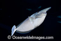 Paletail Unicornfish Naso brevirostris Photo - David Fleetham