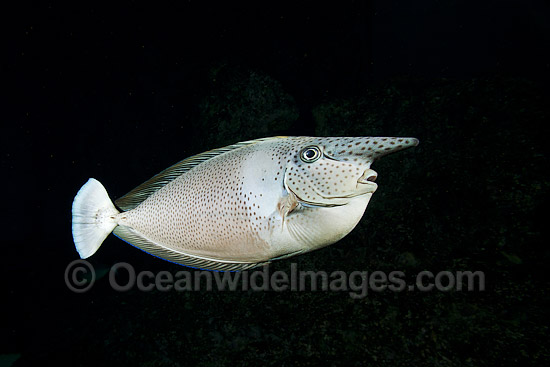 Paletail Unicornfish Hawaii photo