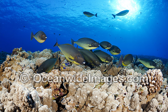 Sleek Unicornfish (Naso hexacanthus), being cleaned by endemic Hawaiian Cleaner Wrasse (Labroides phthirophagus) at a fish cleaning station. Photo taken off Hawaii, Pacific Ocean. Photo - David Fleetham Sleek Unicornfish (Naso hexacanthus), being cleaned by endemic Hawaiian Cleaner Wrasse (Labroides phthirophagus) at a fish cleaning station. Photo taken off Hawaii, Pacific Ocean. Photo - David Fleetham