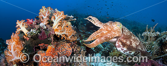 Broadclub Cuttlefish on coral reef photo