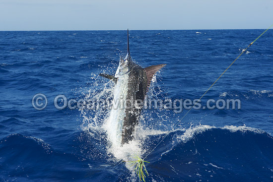 Atlantic Blue Marlin at surface photo