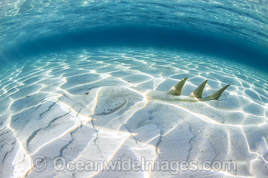 Giant Shovelnose Ray (Rhinobatos typus). Also known as Common Shovelnose Ray, Shovelnose Shark and Shovelnose Guitarfish. Found throughout the Indo-Pacific, including tropical Australian waters. Photo taken at Heron Island, Great Barrier Reef, Australia. Photo - Gary Bell Giant Shovelnose Ray (Rhinobatos typus). Also known as Common Shovelnose Ray, Shovelnose Shark and Shovelnose Guitarfish. Found throughout the Indo-Pacific, including tropical Australian waters. Photo taken at Heron Island, Great Barrier Reef, Australia. Photo - Gary Bell