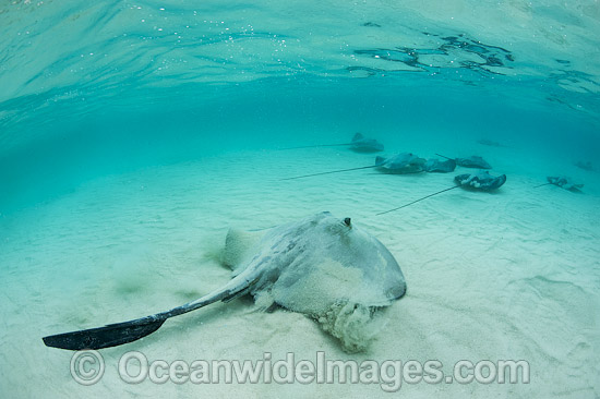 Cowtail Stingray and Pink Whiprays photo
