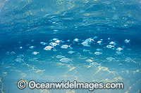 Underwater Seascape with Fish Photo - Gary Bell
