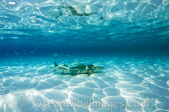 Lemon Shark Heron Island photo