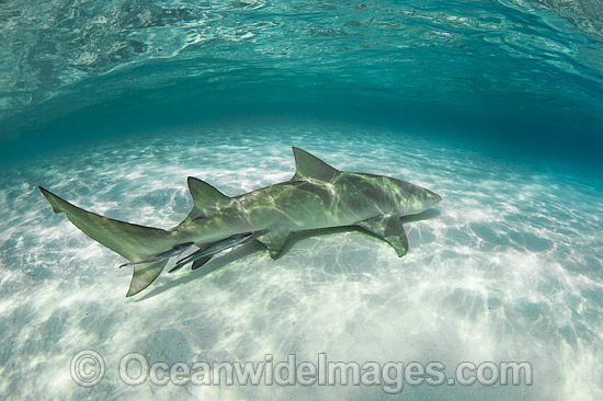 Lemon Shark Heron Island photo