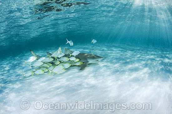 Golden Trevelly (Gnathonodon speciosus) swimming as 'pilot' fish with a Lemon Shark (Negaprion acutidens) also known as Sharptooth Shark. This Trevelly species is found throughout the Indo-Pacific. Photo taken Heron Island Great Barrier Reef Australia Photo - Gary Bell Golden Trevelly (Gnathonodon speciosus) swimming as 'pilot' fish with a Lemon Shark (Negaprion acutidens) also known as Sharptooth Shark. This Trevelly species is found throughout the Indo-Pacific. Photo taken Heron Island Great Barrier Reef Australia Photo - Gary Bell
