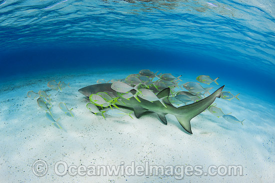 Golden Trevelly (Gnathonodon speciosus) swimming as 'pilot' fish with a Lemon Shark (Negaprion acutidens) also known as Sharptooth Shark. This Trevelly species is found throughout the Indo-Pacific. Photo taken Heron Island Great Barrier Reef Australia Photo - Gary Bell Golden Trevelly (Gnathonodon speciosus) swimming as 'pilot' fish with a Lemon Shark (Negaprion acutidens) also known as Sharptooth Shark. This Trevelly species is found throughout the Indo-Pacific. Photo taken Heron Island Great Barrier Reef Australia Photo - Gary Bell