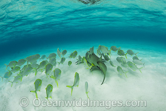 Golden Trevelly (Gnathonodon speciosus) swimming as 'pilot' fish with a Lemon Shark (Negaprion acutidens) also known as Sharptooth Shark. This Trevelly species is found throughout the Indo-Pacific. Photo taken Heron Island Great Barrier Reef Australia Photo - Gary Bell Golden Trevelly (Gnathonodon speciosus) swimming as 'pilot' fish with a Lemon Shark (Negaprion acutidens) also known as Sharptooth Shark. This Trevelly species is found throughout the Indo-Pacific. Photo taken Heron Island Great Barrier Reef Australia Photo - Gary Bell
