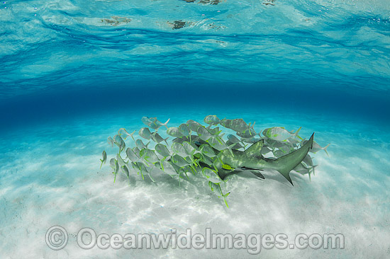 Golden Trevelly (Gnathonodon speciosus) swimming as 'pilot' fish with a Lemon Shark (Negaprion acutidens) also known as Sharptooth Shark. This Trevelly species is found throughout the Indo-Pacific. Photo taken Heron Island Great Barrier Reef Australia Photo - Gary Bell Golden Trevelly (Gnathonodon speciosus) swimming as 'pilot' fish with a Lemon Shark (Negaprion acutidens) also known as Sharptooth Shark. This Trevelly species is found throughout the Indo-Pacific. Photo taken Heron Island Great Barrier Reef Australia Photo - Gary Bell