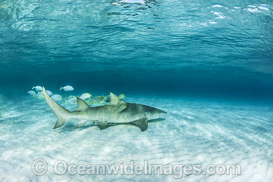 Golden Trevelly (Gnathonodon speciosus) swimming as 'pilot' fish with a Lemon Shark (Negaprion acutidens) also known as Sharptooth Shark. This Trevelly species is found throughout the Indo-Pacific. Photo taken Heron Island Great Barrier Reef Australia Photo - Gary Bell Golden Trevelly (Gnathonodon speciosus) swimming as 'pilot' fish with a Lemon Shark (Negaprion acutidens) also known as Sharptooth Shark. This Trevelly species is found throughout the Indo-Pacific. Photo taken Heron Island Great Barrier Reef Australia Photo - Gary Bell