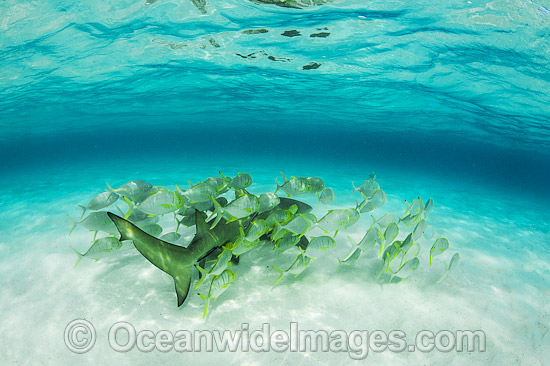 Golden Trevelly (Gnathonodon speciosus) swimming as 'pilot' fish with a Lemon Shark (Negaprion acutidens) also known as Sharptooth Shark. This Trevelly species is found throughout the Indo-Pacific. Photo taken Heron Island Great Barrier Reef Australia Photo - Gary Bell