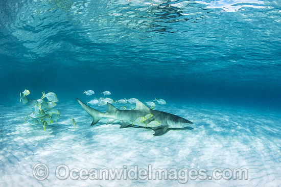 Golden Trevelly (Gnathonodon speciosus) swimming as 'pilot' fish with a Lemon Shark (Negaprion acutidens) also known as Sharptooth Shark. This Trevelly species is found throughout the Indo-Pacific. Photo taken Heron Island Great Barrier Reef Australia Photo - Gary Bell Golden Trevelly (Gnathonodon speciosus) swimming as 'pilot' fish with a Lemon Shark (Negaprion acutidens) also known as Sharptooth Shark. This Trevelly species is found throughout the Indo-Pacific. Photo taken Heron Island Great Barrier Reef Australia Photo - Gary Bell
