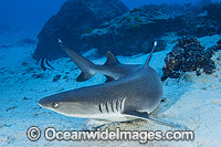 Whitetip Reef Shark Great Barrier Reef Photo - Gary Bell
