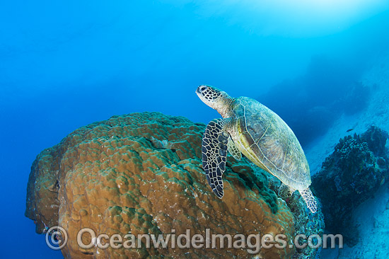Green Turtle Great Barrier Reef photo