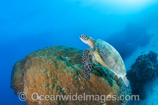 Green Turtle Great Barrier Reef photo Green Turtle Great Barrier Reef photo