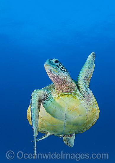 Green Sea Turtle (Chelonia mydas). Found in tropical and warm temperate seas worldwide. Photo taken at Heron Island, Great Barrier Reef, Queensland, Australia. Listed as Endangered Species on the IUCN Red List. Photo - Gary Bell