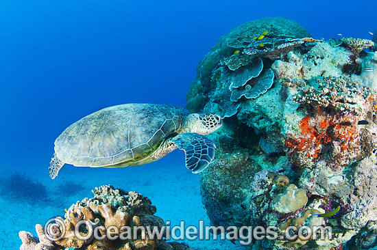 Green Turtle Great Barrier Reef photo