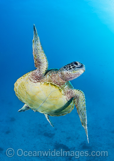 Green Turtle swimming towards surface photo Green Turtle swimming towards surface photo