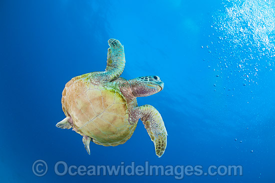 Green Turtle Great Barrier Reef photo