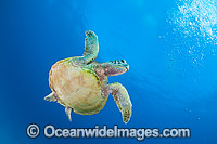 Green Turtle Great Barrier Reef Photo - Gary Bell