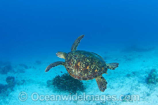 Green Turtle Great Barrier Reef photo