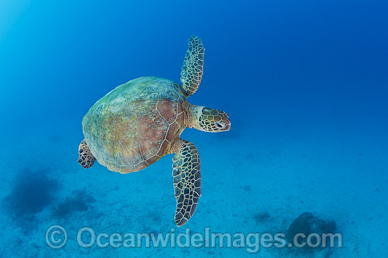 Green Turtle Great Barrier Reef photo