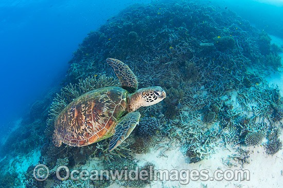 Green Turtle swimming on reef photo